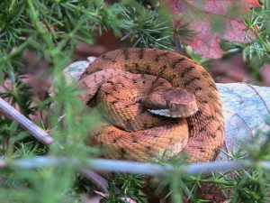 vipera serpente velenoso