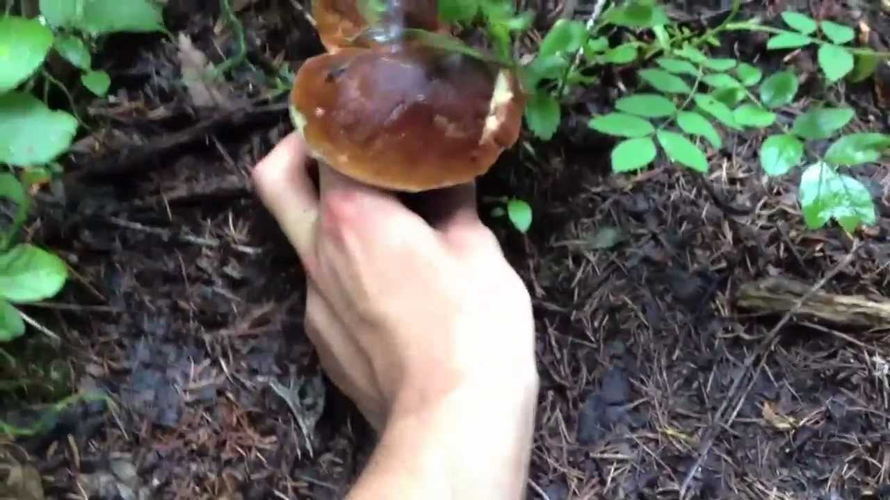 raccolta funghi