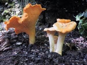 funghi 2